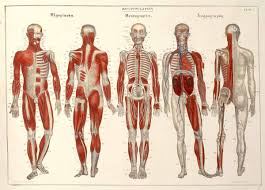 anatomy-view-front