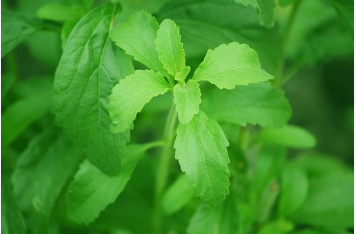 All You Need to Know About Stevia, Health Benefits, Taste, History, Controversies & Facts